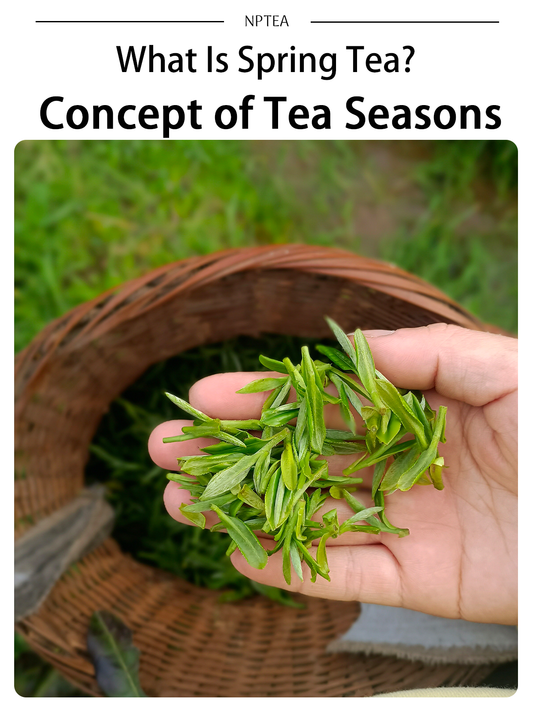 What Is Spring Tea? Which Harvest Season Makes the Best Tea?