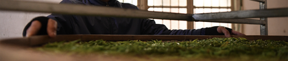 All Chinese Teas From China