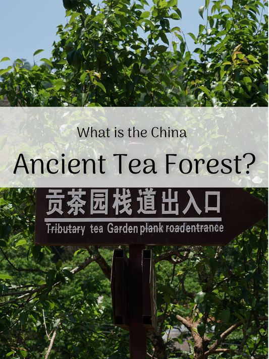 What is the China Ancient Tea Forest?