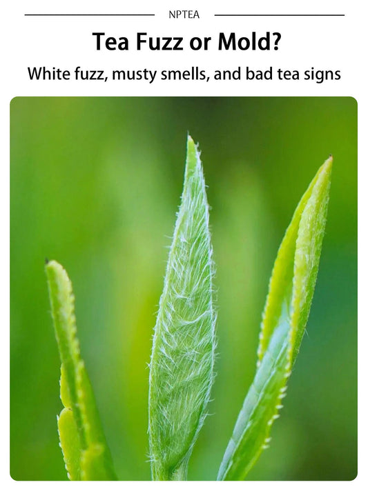 Tea fuzz or mold identification guide