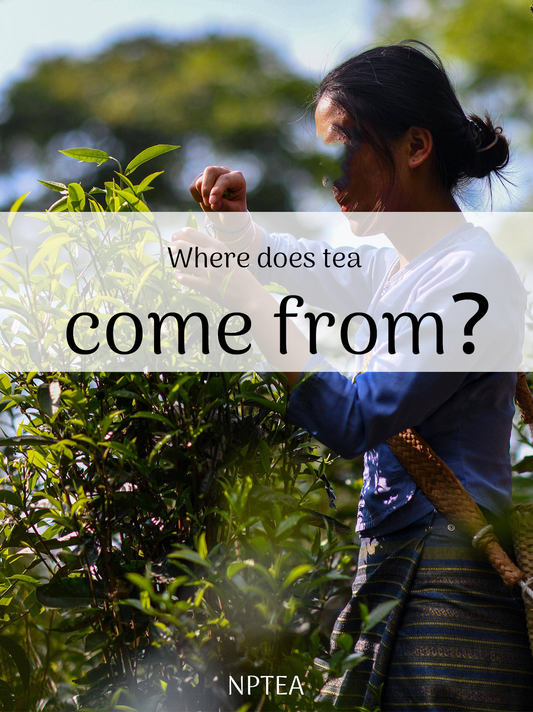 Where does tea come from？