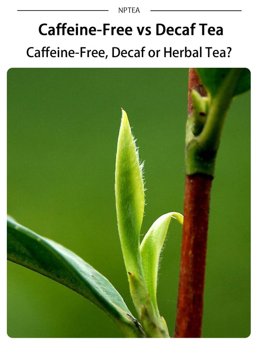 Caffeine-free tea vs decaf tea guide with a young tea plant bud