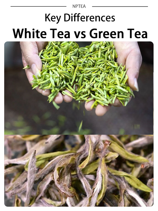 White Tea vs Green Tea: Key Differences, Brewing, and Flavor Guide | NPTEA