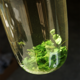 中國紅茶—黑美人