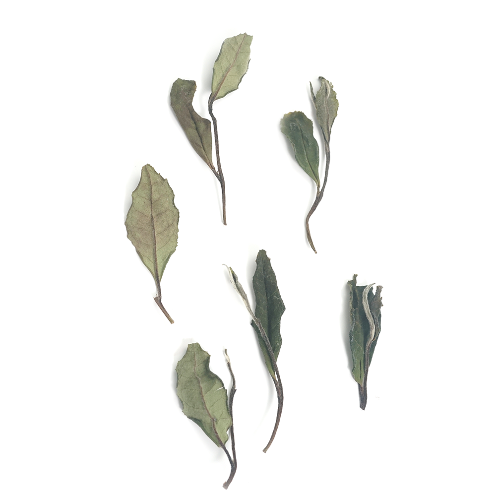 Sun-dried Shou Mei White Tea (2025) displaying a mix of fresh green and autumnal brown leaf tones.