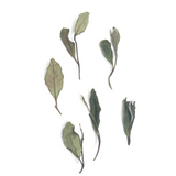 Sun-dried Shou Mei White Tea (2025) displaying a mix of fresh green and autumnal brown leaf tones.