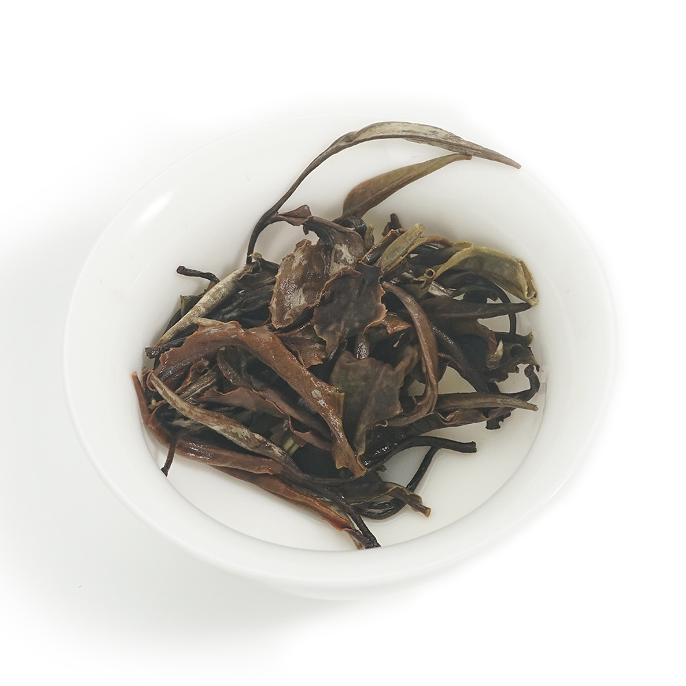 Detailed view of 2024 Moonlight White wet leaves with a bright, clean, and active mountain leaf texture.