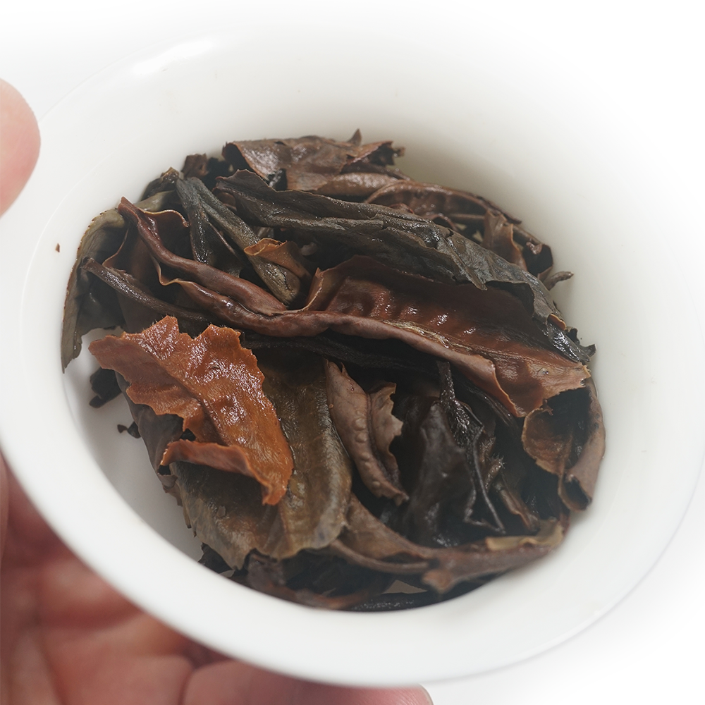 Soft and supple infused leaves of 2015 Aged Yue Guang Bai showing tender buds and dark aged leaves.